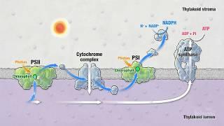 Photosynthesis: Part 5: Light Reactions | HHMI BioInteractive Video