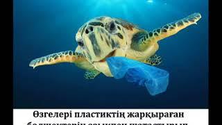 Сіз қоқысқа тасталған пластикпен расында не болатынын білесіз бе? - Жанар Керимбаева (Казахстан)