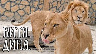 Ласковая ДИНА и серьезный ВИТЯ. Львы. Life of #lions​ #animals