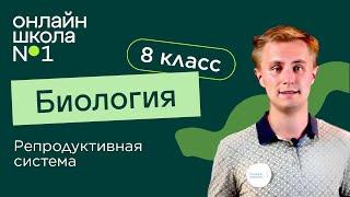 Репродуктивная система. Видеоурок 25. Биология 8 класс