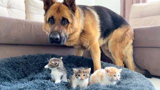 German Shepherd Shocked by Tiny Kittens occupying dog bed!