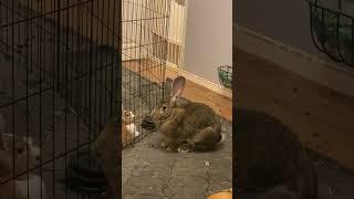 Flemish Giant Rabbit Thump!