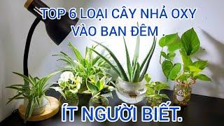 BẬT MÍ CÁCH TRỒNG TOP 6 LOẠI CÂY NHẢ OXY VÀO BAN ĐÊM VỪA LỌC KHÔNG KHÍ CỰC TỐT VỪA GIÚP BẠN NGỦ NGON