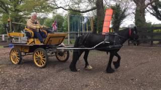 Training a Fell mare to drive - arena hazards and noise training.