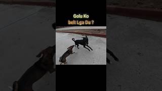 Golu Molu is very naughty #animalsneedpeople