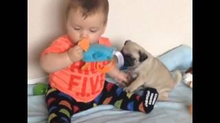 Baby Louie and his pug puppy friend