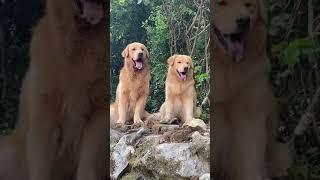 The Life of Feed Pet animal Cute Baby Dogs Funny Dog Videos #826