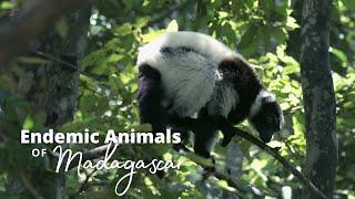 Endemic Animals of Madagascar