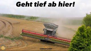 Geht tief ab hier! Großmähdrescher in der Getreideernte 2x Lexion 8900 m. 13,80m Schneidwerk 2024