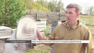 Красноярец устроил пасеку на заднем дворе дачи