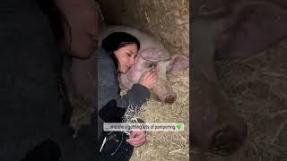 The Pig Who Got Lucky   #shorts