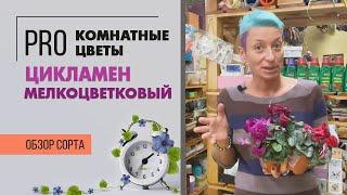 Цикламен мелкоцветковый - трогательно цветущее чудо | Как правильно поливать цикламен