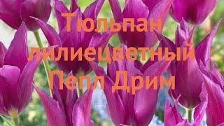 Тюльпан лилиецветная Пепл Дрим (tulipa pepl-drim)  обзор: как сажать, луковицы тюльпаны Пепл Дрим