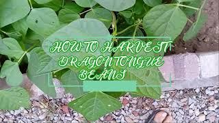 How to Harvest Dragon Tongue Beans