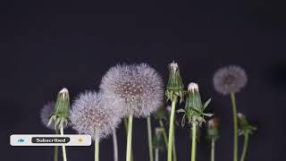 Dandelion Flower to Seed Head Time Lapse