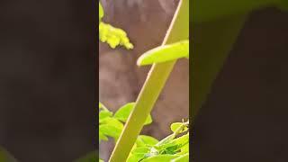 Aphid Attack On Moringa Plant#plant#insect #entomology