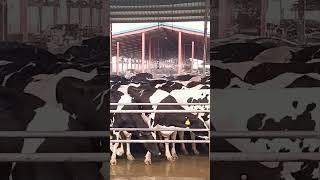 water Showering System  Dairy farm Maastan Official