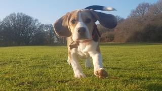 Daisy - Beagle - 4 Weeks Residential Dog Training