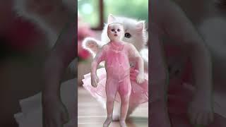 Kitten loves to dance to the song Kam Nam Star #cartoon #cutecats #cat #cats #catlover