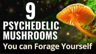 9 Psychedelic Mushrooms You can Forage Yourself