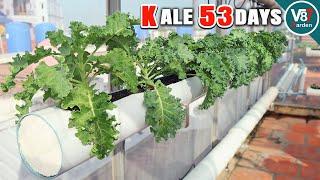 How to Grow Kale at Home in PVC Pipes: A Unique DIY Guide