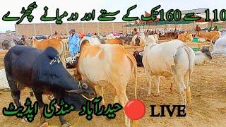 Sindhi Cattle Market is going live! | Hyderabad regular mandi is started | Qurbani 2023