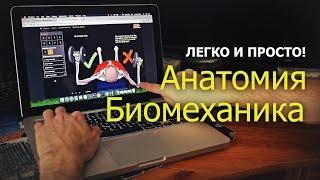 Биомеханика и анатомия мышц для каждого!