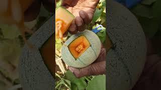 Just the sample cut for honeydew saller . #muskmelonboy #muskmelon #farming #muskmelonfarming