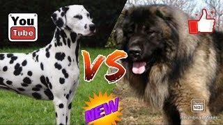 #Долматинец против Кавказской овчарки// Animals Battle//