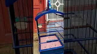 Ciblek semi usia muda bren mantap volum joss.