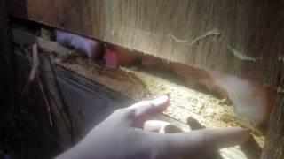 Wood Boring Beetles