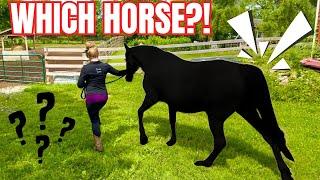 Wait A Horse Is Coming Back To FSE?