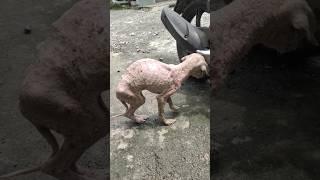 my rescue dog before and after ️ #dog #doglovers #fyp #foryou