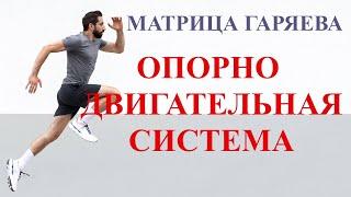 Опорно Двигательная Система‍️ Матрица Гаряева Musculoskeletal System ‍️ Matrix Garyaev