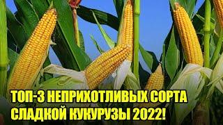 Лучшие Неприхотливые Сорта СЛАДКОЙ КУКУРУЗЫ На Посадку в 2022 Году! Урожай Будете Собирать Тоннами!