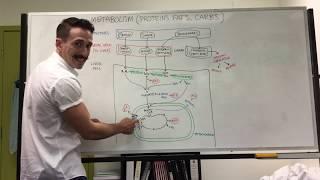 Carbohydrate, Protein, and Fat Metabolism | Metabolism