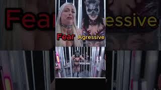 Rhea Ripley vs. Liv Morgan: What Happened Inside the WarGames Cage?