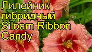 Лилейник гибридный Сайлом Риббон Кэнди. Краткий обзор hemerocallis hybrida Siloam Ribbon Candy