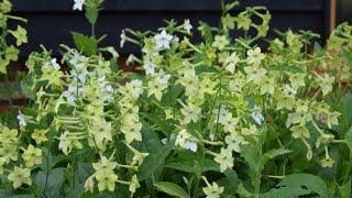 Grow-A-Long Nicotiana alta