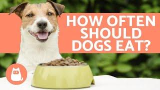 How Many Times a Day Should DOGS EAT? - Puppies and Adults