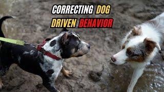 Correcting Maestro's Dog Driven Behavior!?!?!