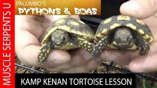 KAMP KENAN'S Kenan Harkin: Sulcatta, Radiated, Cherry Head & Elongated Tortoises- Part 2