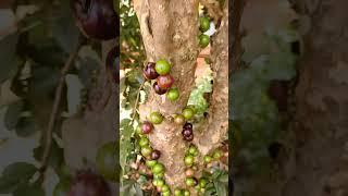 pé de jabuticaba #vidanaroça#sítio#frutas#nature#chacara#jabuticaba#rafaela Costa