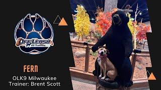 1 year old Mixed Breed "Fern" | Owner Testimonial | E-Collar Training