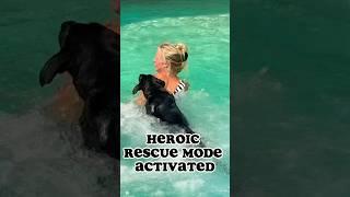 Hero for the rescue #rescuedog #herodog #shorts #funny