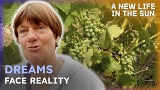 Expat Dreams Meet Hard Realities | A New Life In The Sun Compilation