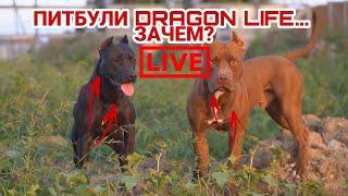 ПИТБУЛИ DRAGON LIFE