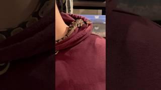 BABY BALL PYTHON HANGING OUT WITH HER NEW OWNER