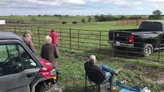 2019 USBCHA National Cattle Dog Finals - Dwight Parker Ike Nursery 1