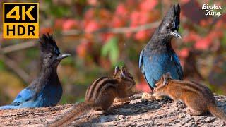 Cat TV for Cats to Watch  Autumn Birds, Chipmunks, and Squirrels ️ 8 Hours(4K HDR)